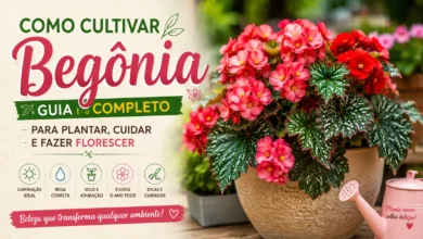 Guia de cuidados para begônias
