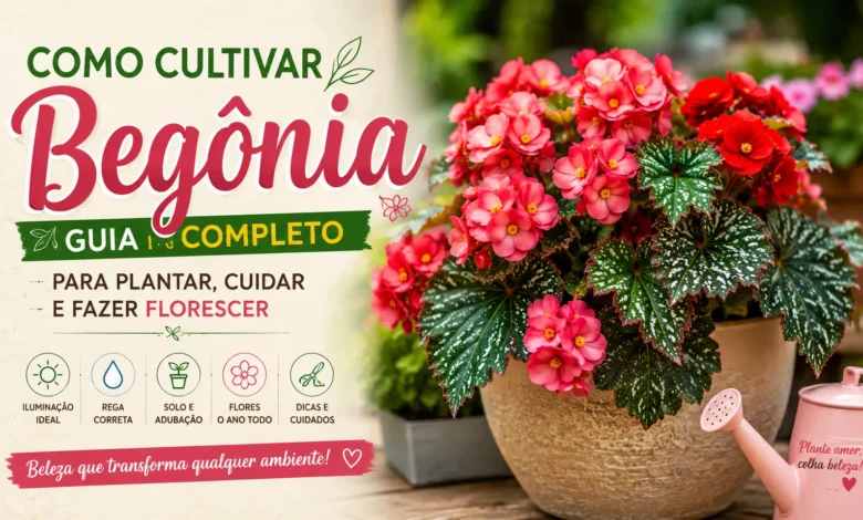 Guia de cuidados para begônias