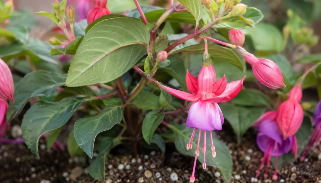 Como observar folhas, brotos e flores do brinco-de-princesa