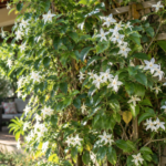 Flor jasmim como cuidar para crescer saudável e florescer